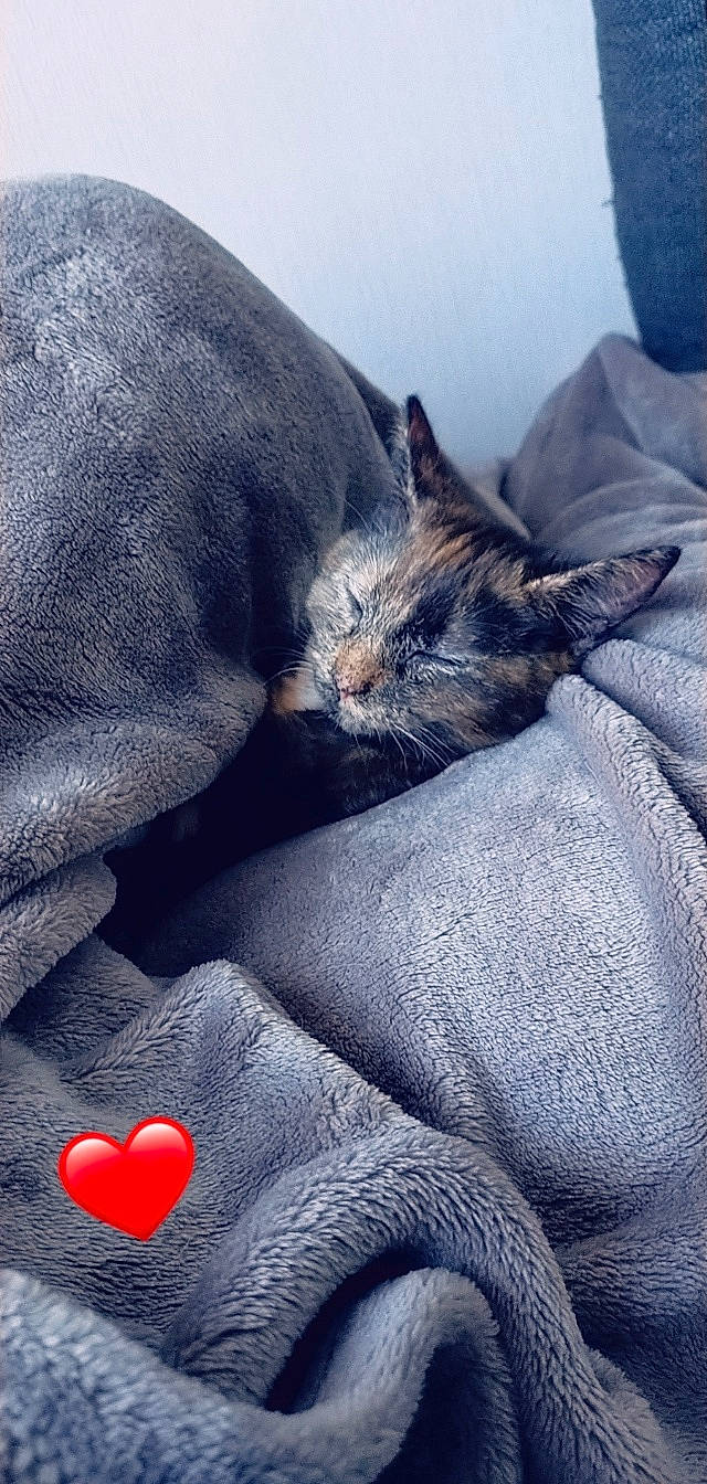 Twixy a rejoint le concours — aidez-le/la à gagner de superbes lots ! black, carmine, carnivore, cat, comfort, domestic_short_haired_cat, electric_blue, felidae, fur, grey, linens, mammal, nap, paw, russian_blue, small_to_medium_sized_cats, snout, tail, vertebrate, whiskers