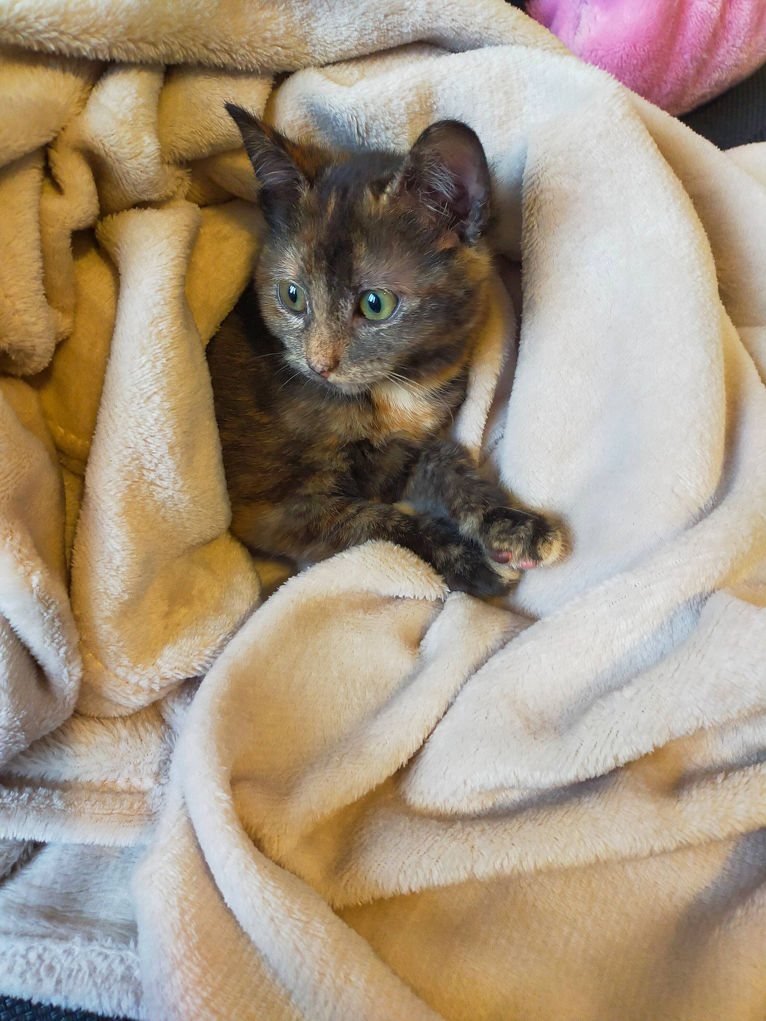 Twixy participe au concours pour gagner de l'argent avec cette photo : blanket, carnivore, cat, claw, comfort, domestic_short_haired_cat, fawn, felidae, fur, grey, linens, nap, paw, small_to_medium_sized_cats, snout, tail, textile, whiskers, wood