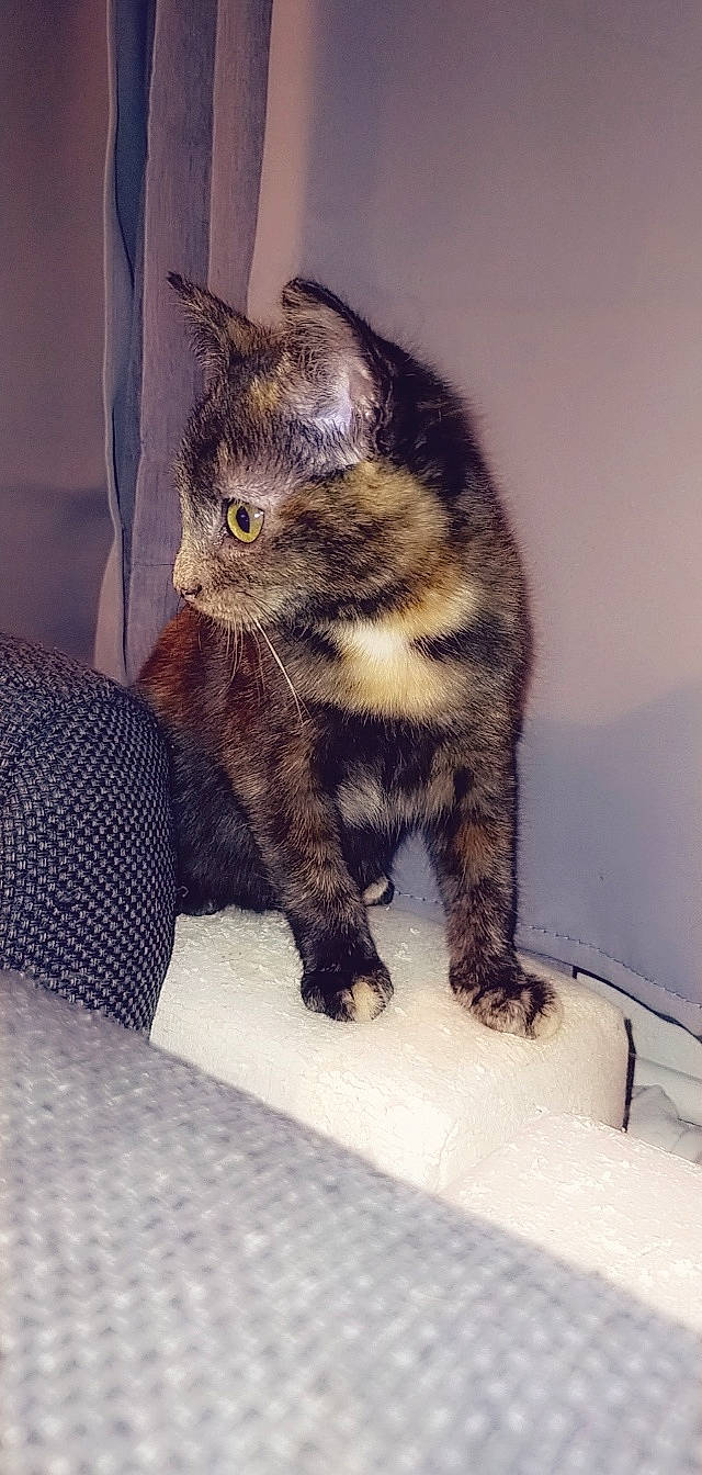 Twixy participe au concours pour gagner de l'argent avec cette photo : carnivore, cat, chair, claw, comfort, domestic_short_haired_cat, felidae, foot, fur, paw, small_to_medium_sized_cats, snout, tail, terrestrial_animal, thigh, whiskers