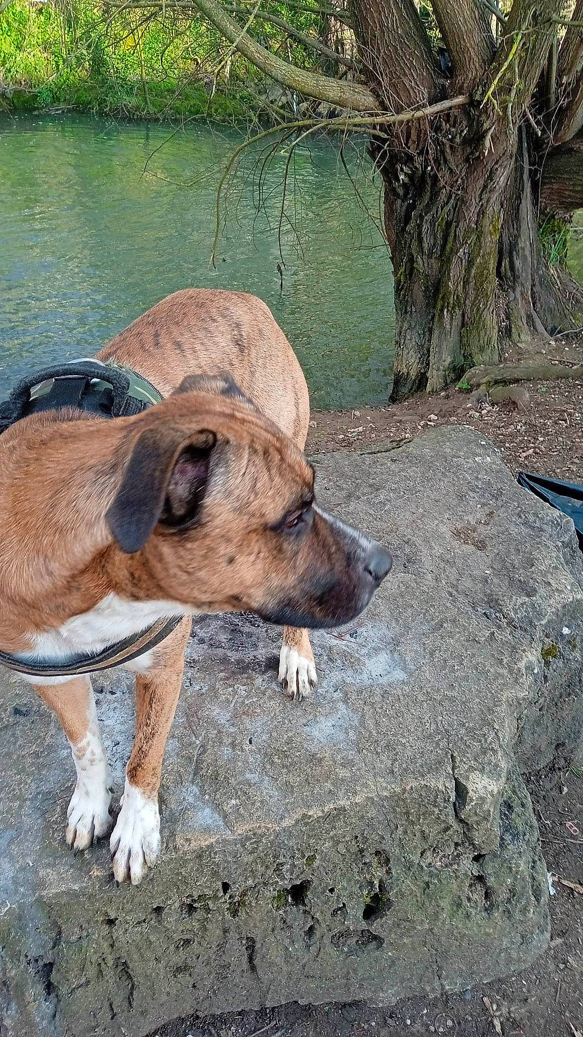 Falco a rejoint le concours — aidez-le/la à gagner de superbes lots ! canidae, carnivore, companion_dog, dog, dog_breed, grass, hunting_dog, lake, non_sporting_group, plant, soil, sporting_group, terrestrial_animal, tree, trunk, water, wood, working_animal, wrinkle