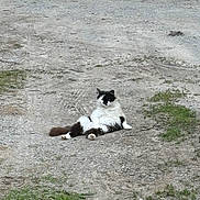 Kiki joined the competition — help win amazing prizes! cat, animal, outdoor, relaxed, fluffy, black_and_white, gravel, path, nature, grass, sitting, resting, pet, cute, feline, wildlife, daylight, mammal, leisure, calm