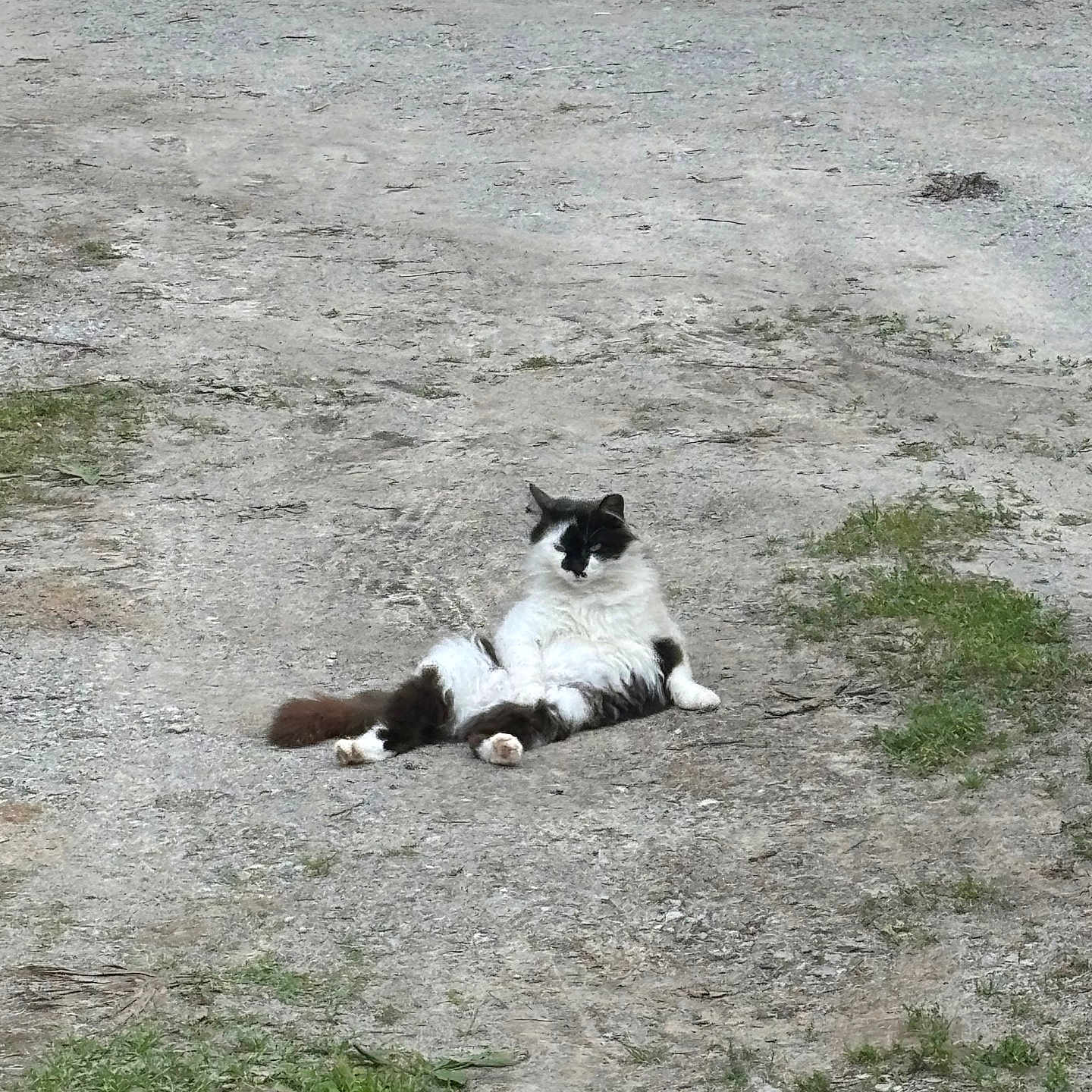 Kiki