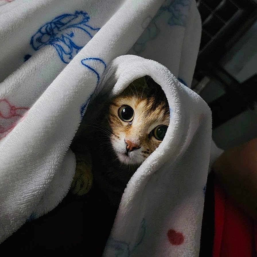 Athéna participe au concours pour gagner de l'argent avec cette photo : animal, architecture, bed, blanket, building, cat, face, furniture, head, kitten, laundry, manx, outdoors, person, pet, photography, portrait, quilt, shelter, towel