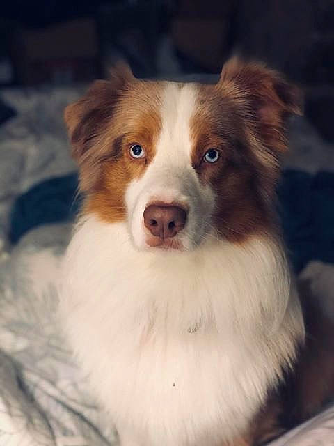 Nougat a rejoint le concours — aidez-le/la à gagner de superbes lots ! australian_collie, australian_shepherd, basque_shepherd_dog, border_collie, canidae, carnivore, companion_dog, dog, dog_breed, kooikerhondje, mammal, miniature_australian_shepherd, rare_breed_dog, scotch_collie, snout, sporting_group, vertebrate, welsh_sheepdog, working_dog
