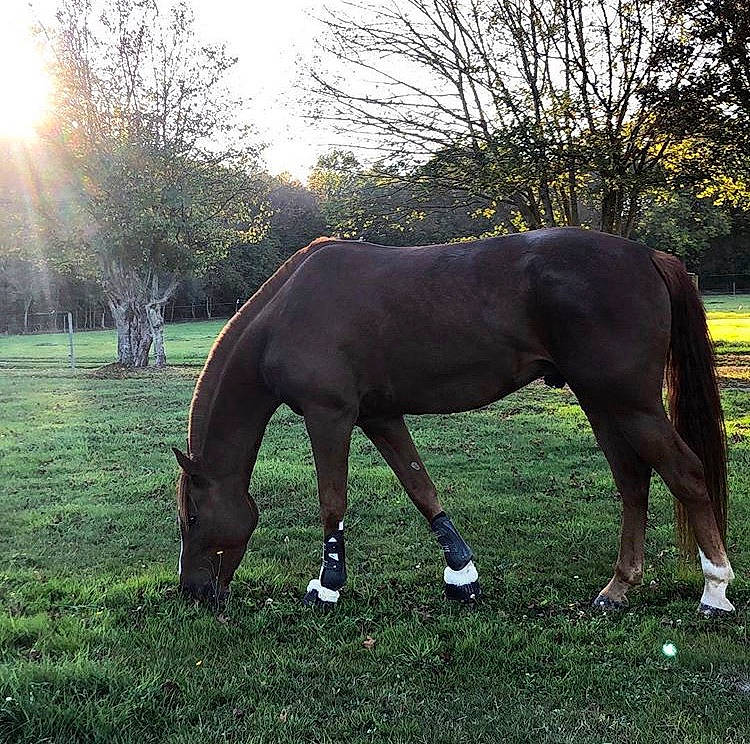 Effet Papillon a rejoint le concours — aidez-le/la à gagner de superbes lots ! grass, grassland, grazing, horse, horse_supplies, landscape, mammal, mane, mare, meadow, mustang_horse, natural_environment, pasture, plant, sky, snout, sorrel, stallion, vertebrate, wildlife