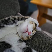 Princess is registered to the contest to win money with this photo: cat, sleeping_cat, kitten, nap, relaxed, paw, pink_nose, fur, whiskers, close_up, sofa, couch, upholstery, indoor, pet, domestic_animal, cozy, wooden_table, bokeh, blurred_background