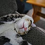 cat, sleeping_cat, kitten, nap, relaxed, paw, pink_nose, fur, whiskers, close_up, sofa, couch, upholstery, indoor, pet, domestic_animal, cozy, wooden_table, bokeh, blurred_background