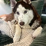 animal, blanket, canine, dog, eskimodog, hound, husky, pet, puppy, snout, whitedog