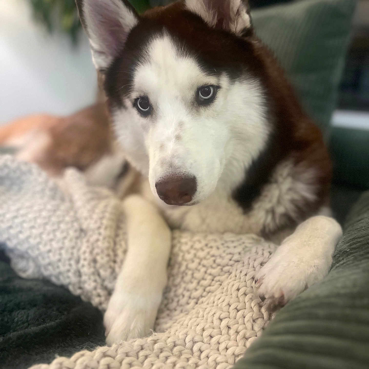 Zeus joined the competition — help win amazing prizes! animal, blanket, canine, dog, eskimodog, hound, husky, pet, puppy, snout, whitedog