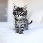 Polaris joined the competition — help win amazing prizes! kitten, cat, feline, pet, animal, fur, blue_eyes, striped, cute, small, indoor, bed, white_bed, walking, young, curious, fluffy, soft_light, portrait, closeup
