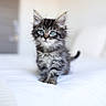 kitten, cat, feline, pet, animal, fur, blue_eyes, striped, cute, small, indoor, bed, white_bed, walking, young, curious, fluffy, soft_light, portrait, closeup