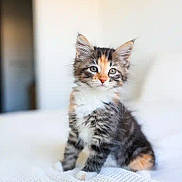 Aster is registered to the contest to win money with this photo: kitten, cat, pet, animal, fur, cute, indoor, white_blanket, small, young, tabby, curious, sitting, portrait, feline, whiskers, ears, soft_light, domestic, cozy