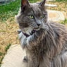 cat, gray_cat, long_hair, green_eyes, fluffy_fur, outdoor, backyard, grass, stone_path, fence, white_paws, collar, pet, animal, nature, sitting, portrait, fur, whiskers, daylight