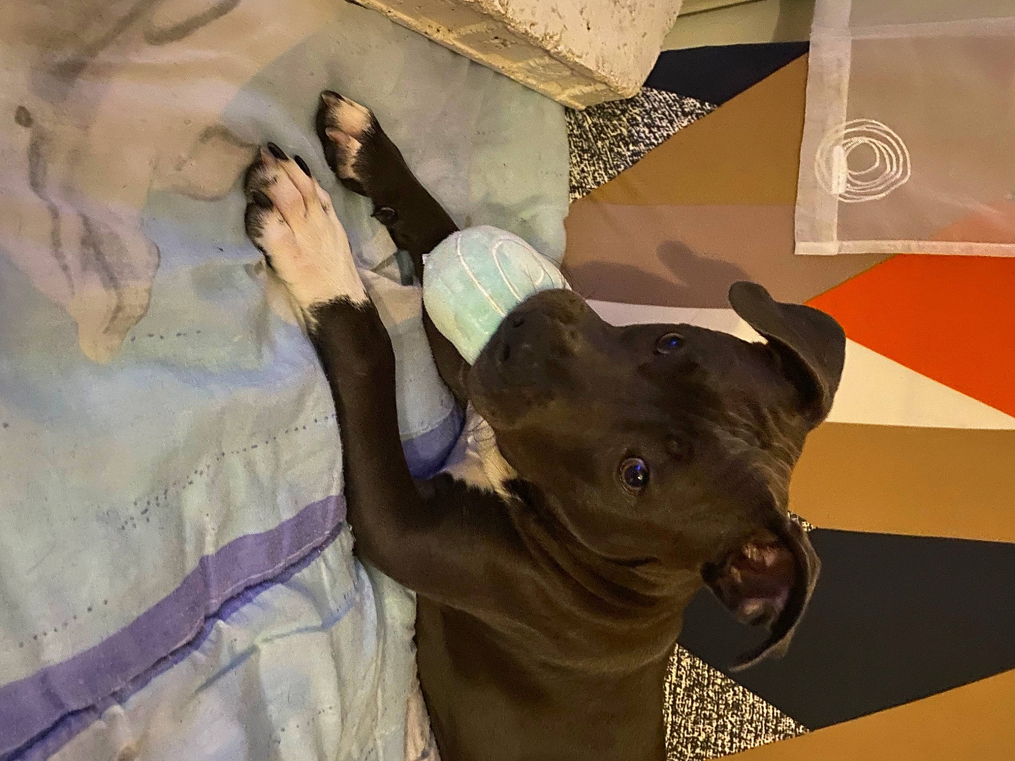 Tiana Des Terres De Flika participe au concours pour gagner de l'argent avec cette photo : art, bull, ceiling, fawn, fun, gesture, hat, horn, illustration, landscape, livestock, pack_animal, painting, paper, room, visual_arts, wood, working_animal