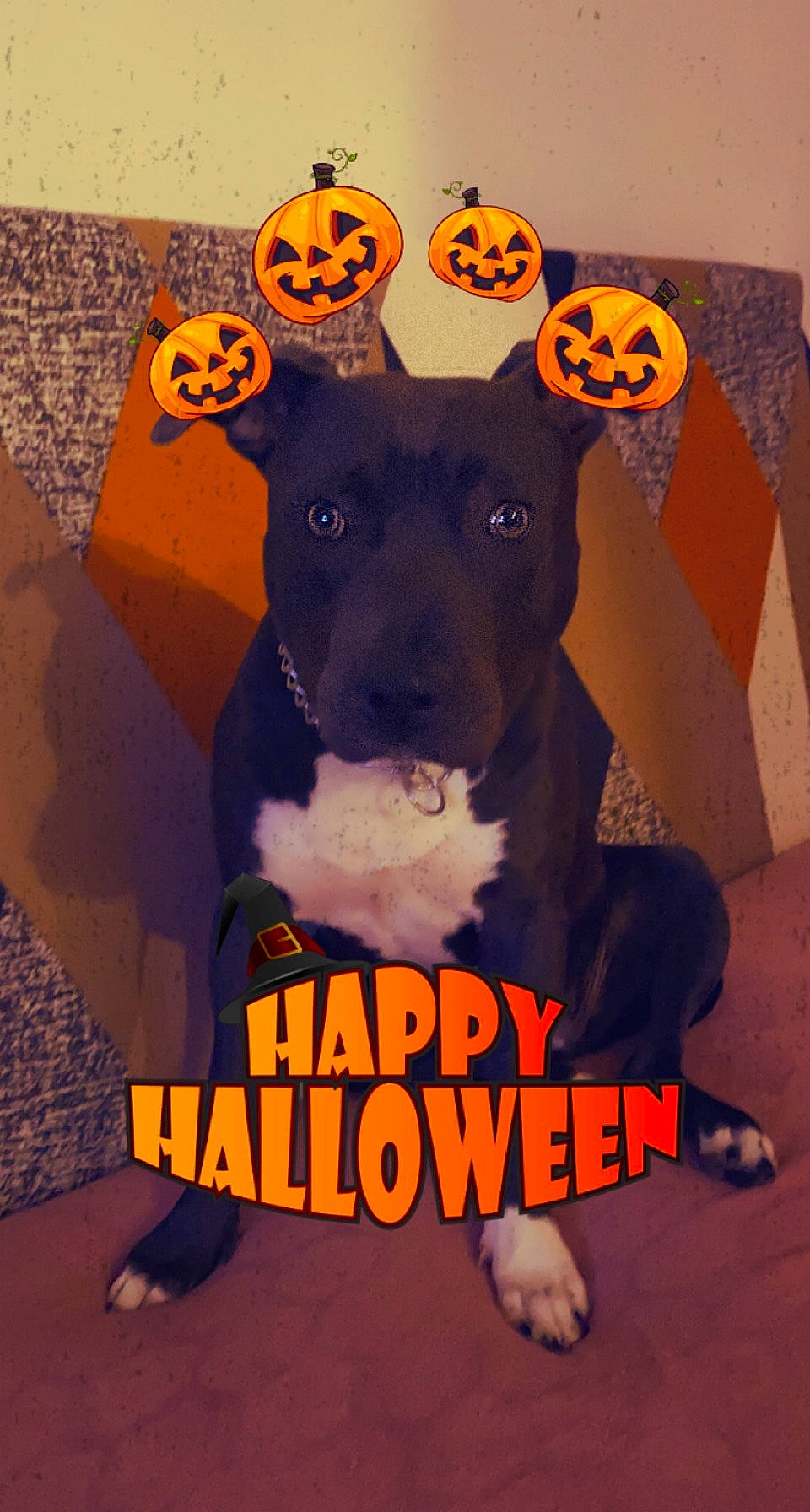 Tiana Des Terres De Flika