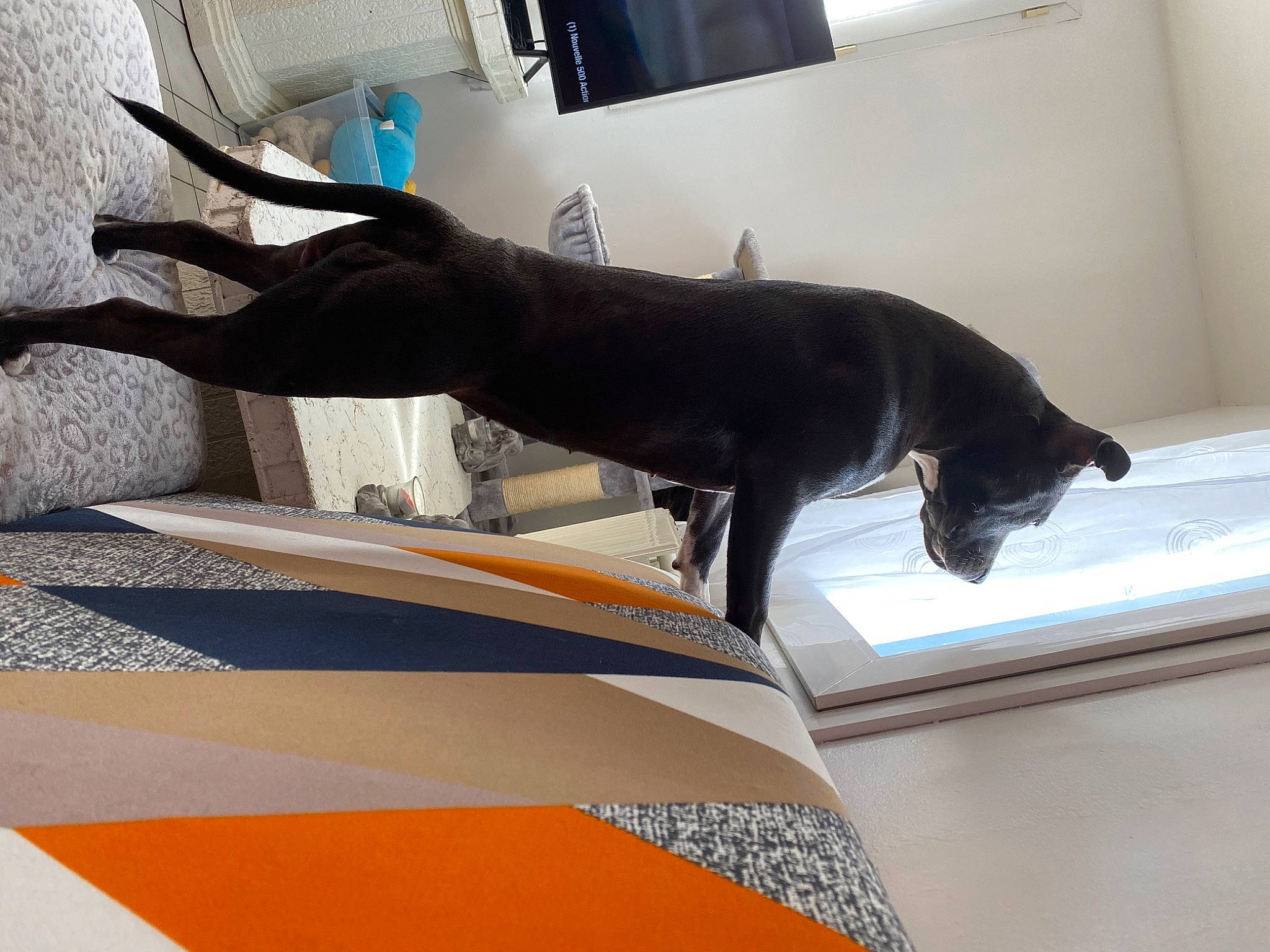 Tiana Des Terres De Flika a rejoint le concours — aidez-le/la à gagner de superbes lots ! canidae, carnivore, comfort, dog, dog_breed, flooring, pet_supply, room, sporting_group, tail, window, windshield, wood, working_animal