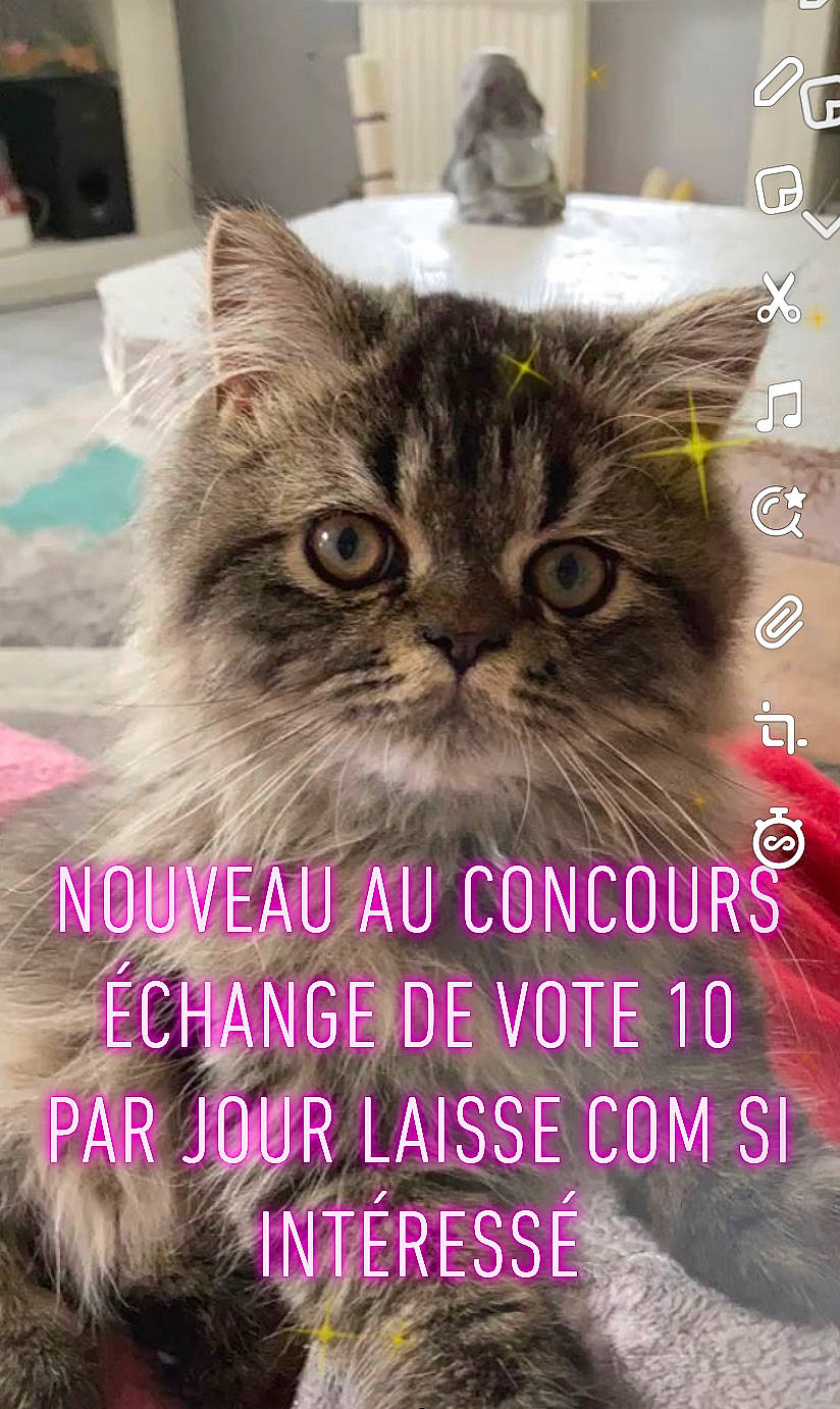 Simba participe au concours pour gagner de l'argent avec cette photo : adaptation, carnivore, cat, event, felidae, font, fruit, fur, grass, happy, internet_meme, magenta, photo_caption, photograph, plant, small_to_medium_sized_cats, snapshot, snout, tree, whiskers