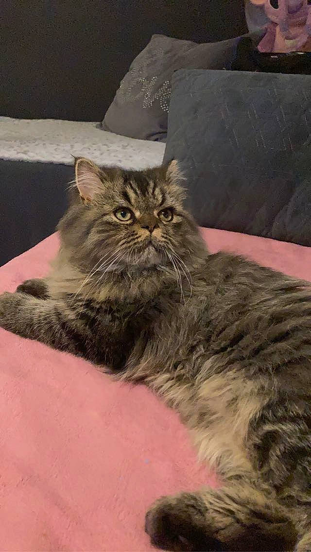 Simba a rejoint le concours — aidez-le/la à gagner de superbes lots ! british_longhair, carnivore, cat, claw, comfort, couch, domestic_short_haired_cat, felidae, fur, grey, paw, plant, small_to_medium_sized_cats, snout, sofa_bed, studio_couch, tail, terrestrial_animal, whiskers