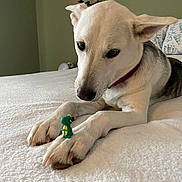 Nola is registered to the contest to win money with this photo: dog, canine, paws, toy, small_toy, bed, bedspread, blanket, lamp, bedroom, collar, white_fur, short_fur, nose, ears, close_up, pet, indoor, curious, resting