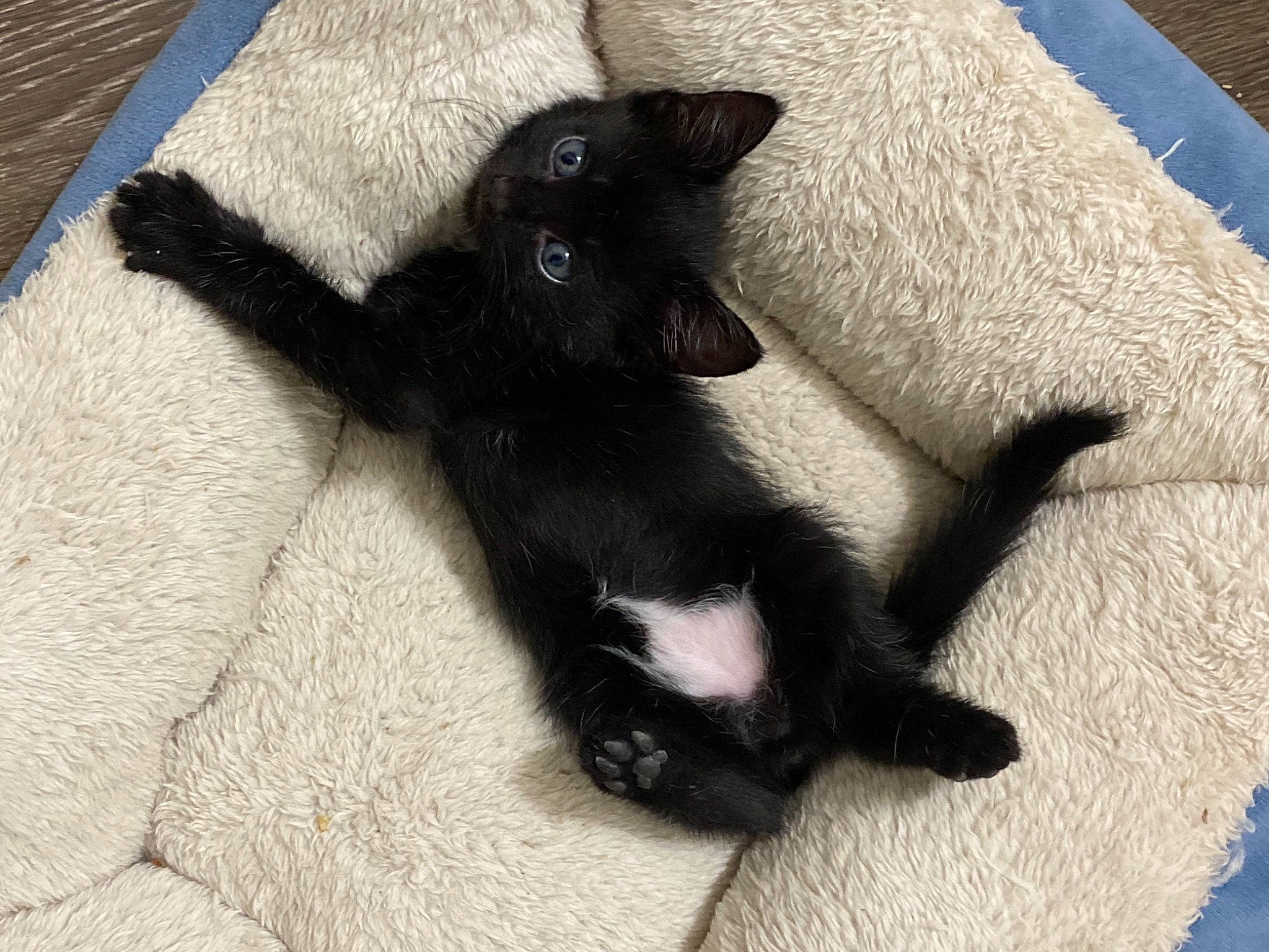 Midnight is registered to the contest to win money with this photo: black_cat, bombay, canidae, carnivore, cat, claw, comfort, dog_breed, domestic_short_haired_cat, felidae, flooring, fur, grey, paw, small_to_medium_sized_cats, snout, tail, terrestrial_animal, whiskers, wood