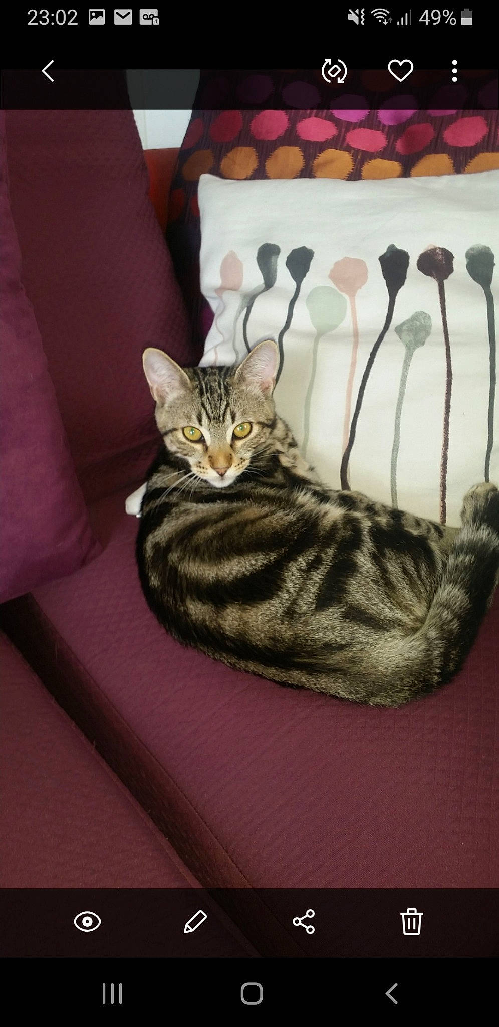 Tigrou a rejoint le concours — aidez-le/la à gagner de superbes lots ! american_shorthair, american_wirehair, asian, bengal, carnivore, cat, domestic_short_haired_cat, dragon_li, egyptian_mau, european_shorthair, felidae, kitten, ocicat, small_to_medium_sized_cats, sokoke, tabby_cat, whiskers