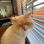 cat, fluffy, blue_eyes, indoor, window, blinds, furniture, dining_table, dresser, bottle, clock, curtain, wooden_surface, pet, animal, close_up, whiskers, tongue, light, reflection