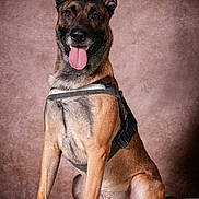 Crique participe au concours pour gagner de l'argent avec cette photo : dog, belgian_malinois, canine, pet, animal, sitting, tongue_out, ears_up, harness, fur, alert, friendly, portrait, indoor, fluffy_rug, brown_background, mammal, companion, domestic_animal, cute