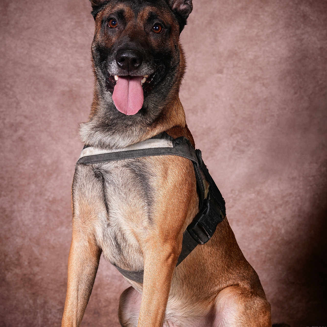 Crique participe au concours pour gagner de l'argent avec cette photo : alert, animal, belgian_malinois, brown_background, canine, companion, cute, dog, domestic_animal, ears_up, fluffy_rug, friendly, fur, harness, indoor, mammal, pet, portrait, sitting, tongue_out