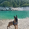 dog, belgian_malinois, pet, animal, outdoors, lakeshore, lake, turquoise_water, rocky_beach, forest, cliffs, nature, landscape, harness, leash, standing, alert, ears_up, travel, portrait