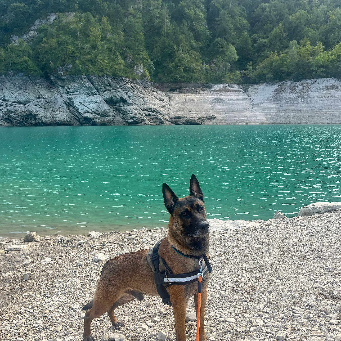 Crick participe au concours pour gagner de l'argent avec cette photo : dog, belgian_malinois, pet, animal, outdoors, lakeshore, lake, turquoise_water, rocky_beach, forest, cliffs, nature, landscape, harness, leash, standing, alert, ears_up, travel, portrait