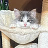animal, cat, cat_tree, cozy, curious, cute, fluffy, furry, gray, hammock, indoor, kitten, paw, pet, pink_nose, resting, soft, white, wide_eyes, young