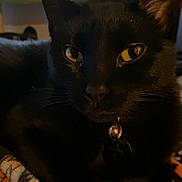 Spidey joined the competition — help win amazing prizes! black_cat, cat, pet, animal, indoor, close_up, yellow_eyes, collar, bell, fur, whiskers, resting, blanket, pattern, cozy, domestic_cat, portrait, feline, looking, cute