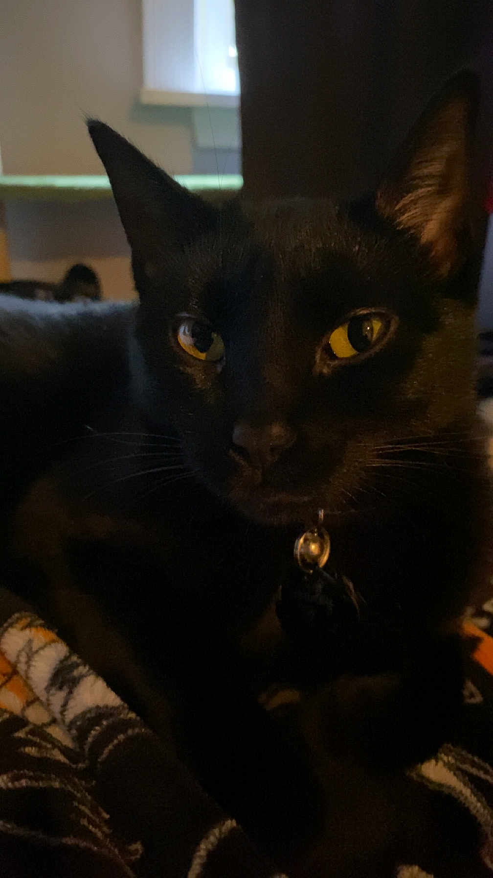 Spidey joined the competition — help win amazing prizes! black_cat, cat, pet, animal, indoor, close_up, yellow_eyes, collar, bell, fur, whiskers, resting, blanket, pattern, cozy, domestic_cat, portrait, feline, looking, cute