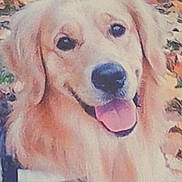 Latchi a rejoint le concours — aidez-le/la à gagner de superbes lots ! dog, golden_retriever, tongue_out, happy, outdoors, leaves, fall, autumn, pet, canine, fur, animal, nature, closeup, smiling, harness, friendly, cute, portrait, companion