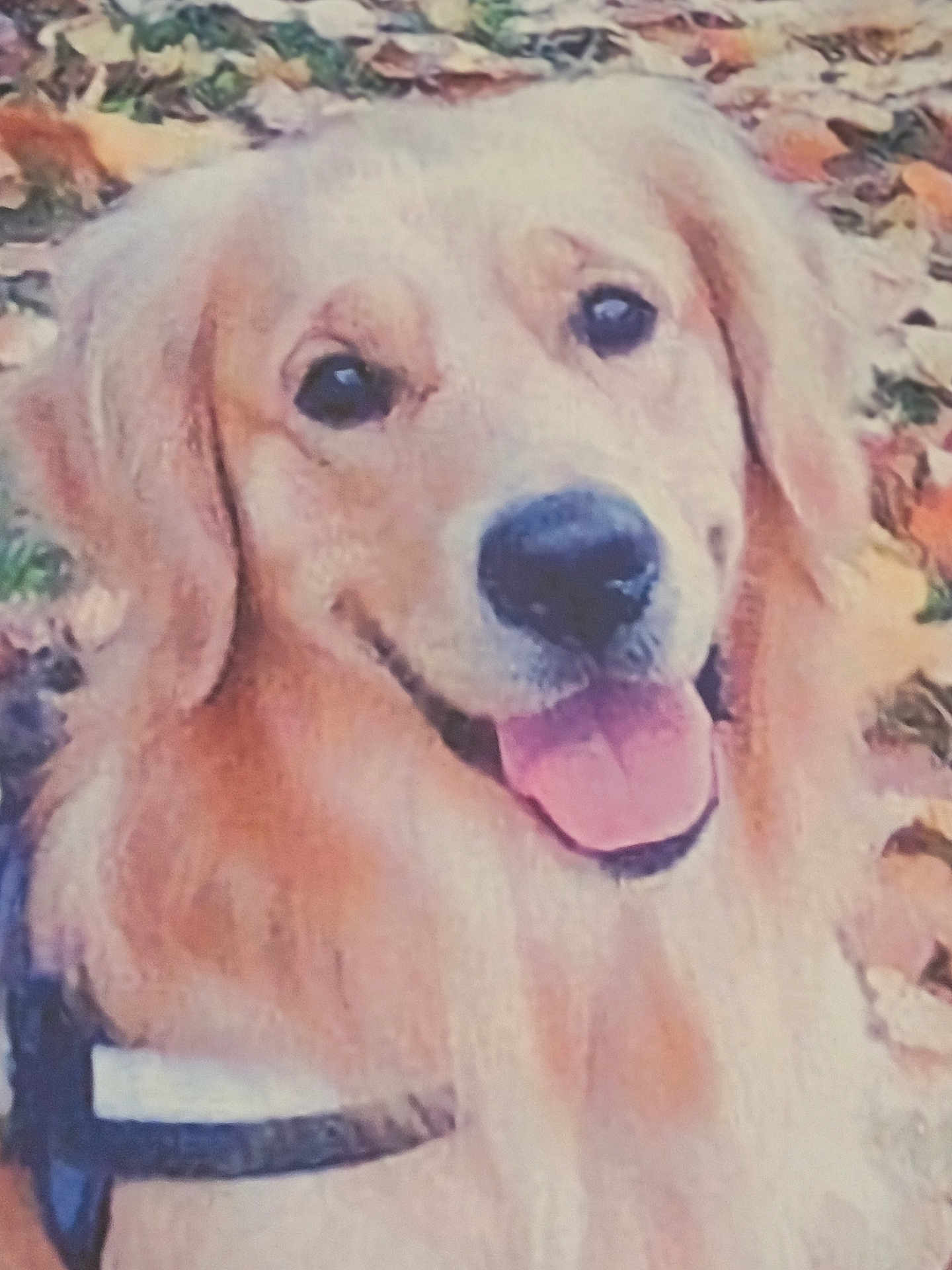 Latchi a rejoint le concours — aidez-le/la à gagner de superbes lots ! dog, golden_retriever, tongue_out, happy, outdoors, leaves, fall, autumn, pet, canine, fur, animal, nature, closeup, smiling, harness, friendly, cute, portrait, companion