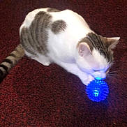 Corn Flake Gibson is registered to the contest to win money with this photo: animal, blue_light, carpet, cat, closeup, curious, cute, domestic, feline, floor, fur, gray, indoor, mammal, pet, playing, small, striped_tail, toy, white
