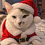 animal, bed, cat, christmas, closeup, costume, cozy, cute, feline, festive, fur, holiday, indoor, pet, portrait, red_clothing, resting, santa_hat, whiskers, white_fur