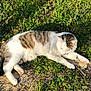 animal, cat, closeup, daylight, feline, fur, grass, ground, mammal, nature, outdoor, paw, peaceful, pet, relaxed, resting, sleeping, sunlight, tabby, white_cat