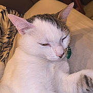 Corn Flake Gibson joined the competition — help win amazing prizes! animal, blanket, cat, closeup, comfort, couch, cozy, domestic, ear, feline, fur, gray_markings, indoor, nose, paw, pet, relaxed, sleepy, whiskers, white_cat