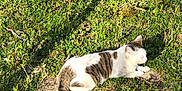 Corn Flake Gibson joined the competition — help win amazing prizes! animal, cat, closeup, daytime, feline, grass, greenery, ground, mammal, nature, outdoor, peaceful, pet, relaxed, resting, shadow, sunlight, tabby, white, wildlife
