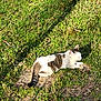 Corn Flake Gibson joined the competition — help win amazing prizes! animal, cat, closeup, daytime, feline, grass, greenery, ground, mammal, nature, outdoor, peaceful, pet, relaxed, resting, shadow, sunlight, tabby, white, wildlife