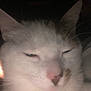animal, blurry, cat, close_up, cute, dim_light, domestic_animal, ears, face, feline, fur, indoor, muzzle, pet, pink_nose, portrait, sleepy, soft_focus, whiskers, white_fur