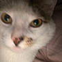 Cornflake Gibson is registered to the contest to win money with this photo: animal, blurry, cat, close_up, cute, domestic, eye, face, feline, fur, indoor, muzzle, nose, pet, pink_nose, portrait, soft, whiskers, white_fur, yellow_eyes