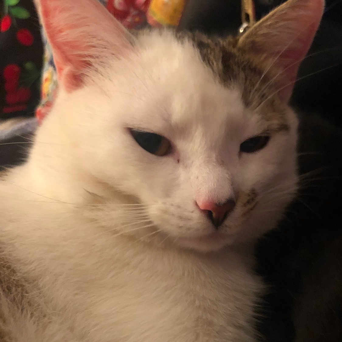 Cornflake Gibson joined the competition — help win amazing prizes! animal, brown_patch, cat, close_up, cute, domestic_cat, ears, face, feline, fur, indoor, pet, pink_nose, portrait, relaxed, resting, sleepy, soft_focus, whiskers, white_fur