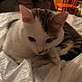 Cornflake Gibson is registered to the contest to win money with this photo: animal, cat, closeup, cozy, crinkly, curious, domestic, ears, feline, fur_pattern, indoor, looking_down, paw, pet, resting, sheet, sleepy, tabby, whiskers, white_fur