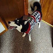 Gus is registered to the contest to win money with this photo: dog, husky, sweater, indoor, carpet, wooden_door, pet, canine, black_and_white, tail, fur, animal, looking_up, happy, tongue_out, clothing, house, domestic, portrait, standing