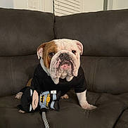 Rupert joined the competition — help win amazing prizes! bulldog, dog, plush_toy, batman, black_shirt, couch, indoor, pet, animal, fur, brown_and_white, toy, rope, seated, looking_at_camera, face, ears, snout, home, furniture