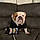 Rupert