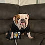 bulldog, dog, plush_toy, batman, black_shirt, couch, indoor, pet, animal, fur, brown_and_white, toy, rope, seated, looking_at_camera, face, ears, snout, home, furniture