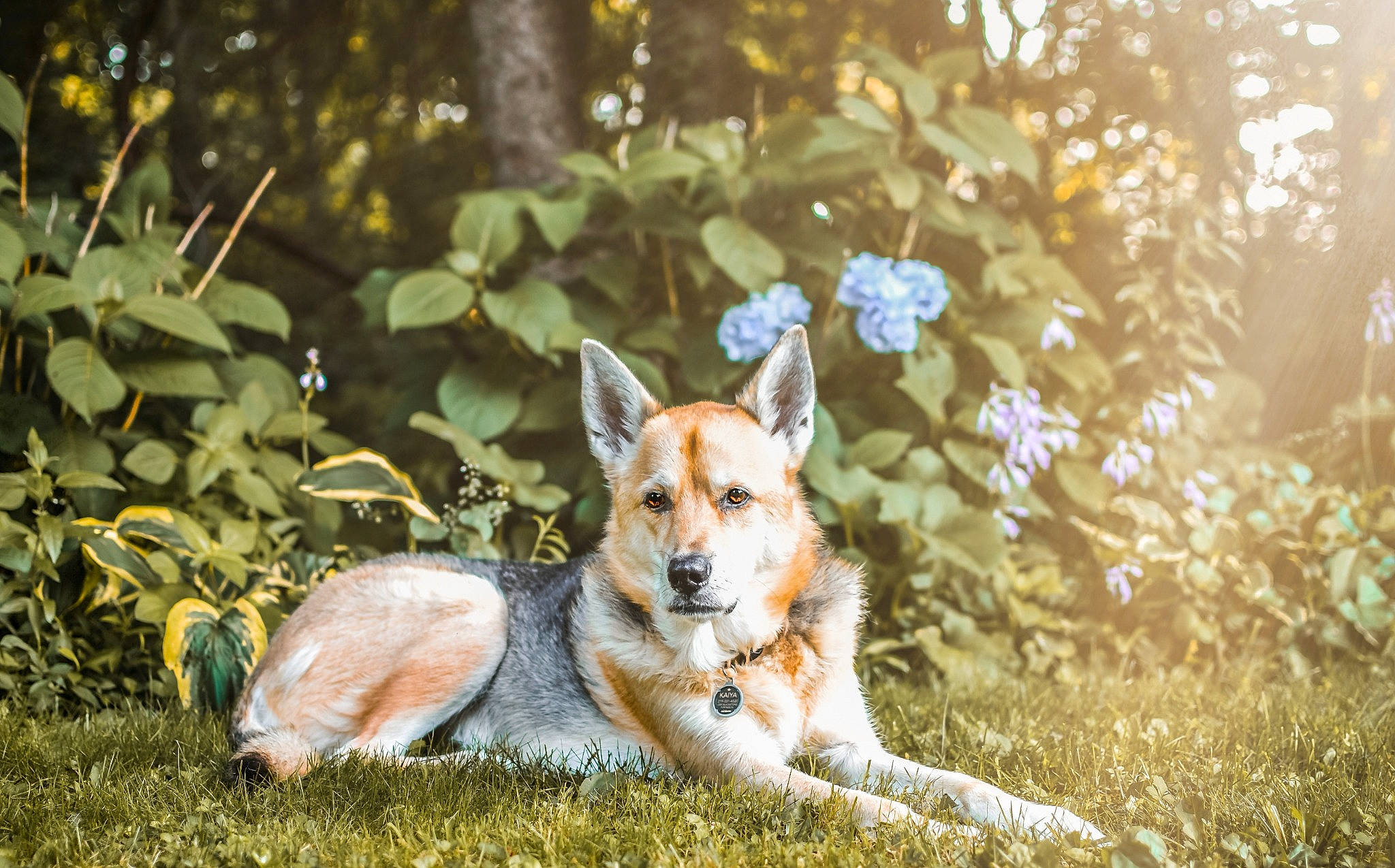 Kaiya joined the competition — help win amazing prizes! canidae, carnivore, companion_dog, dog, dog_breed, flower, forest, grass, herding_dog, leaf, plant, snout, sporting_group, spring, sunlight, tail, tree, twig, welsh_corgi, whiskers